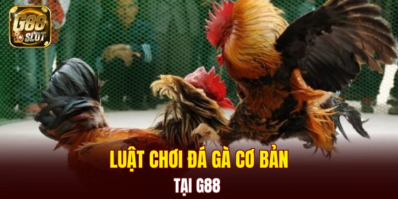 Luật chơi đá gà cơ bản tại G88 